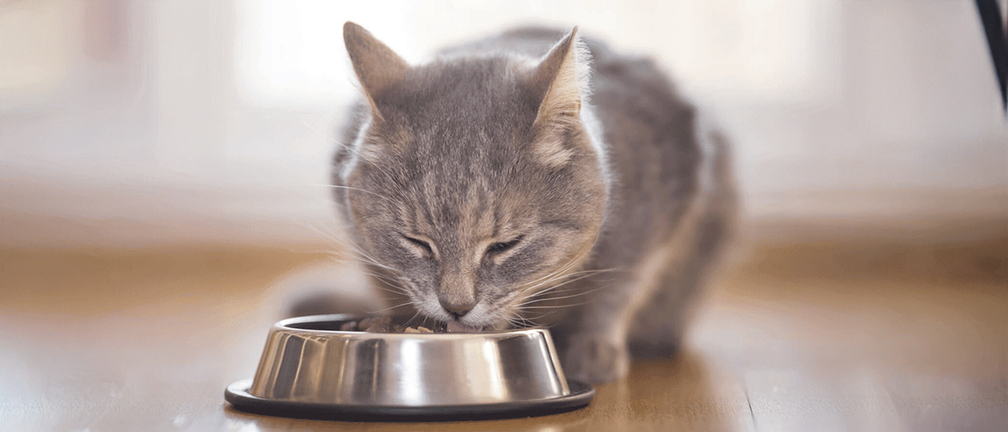 cat_f2_mix_feeding_1_1614872924801.jpg
