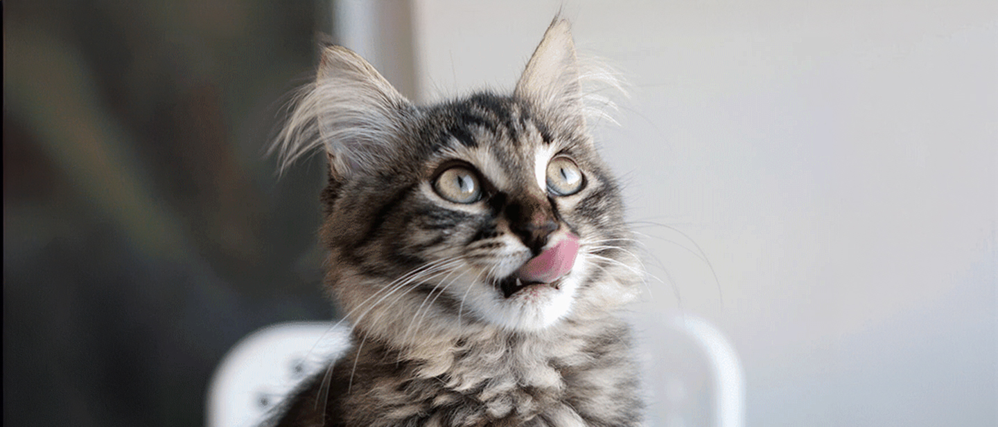 cat_f2_mix_feeding_2_1614869536392.jpg