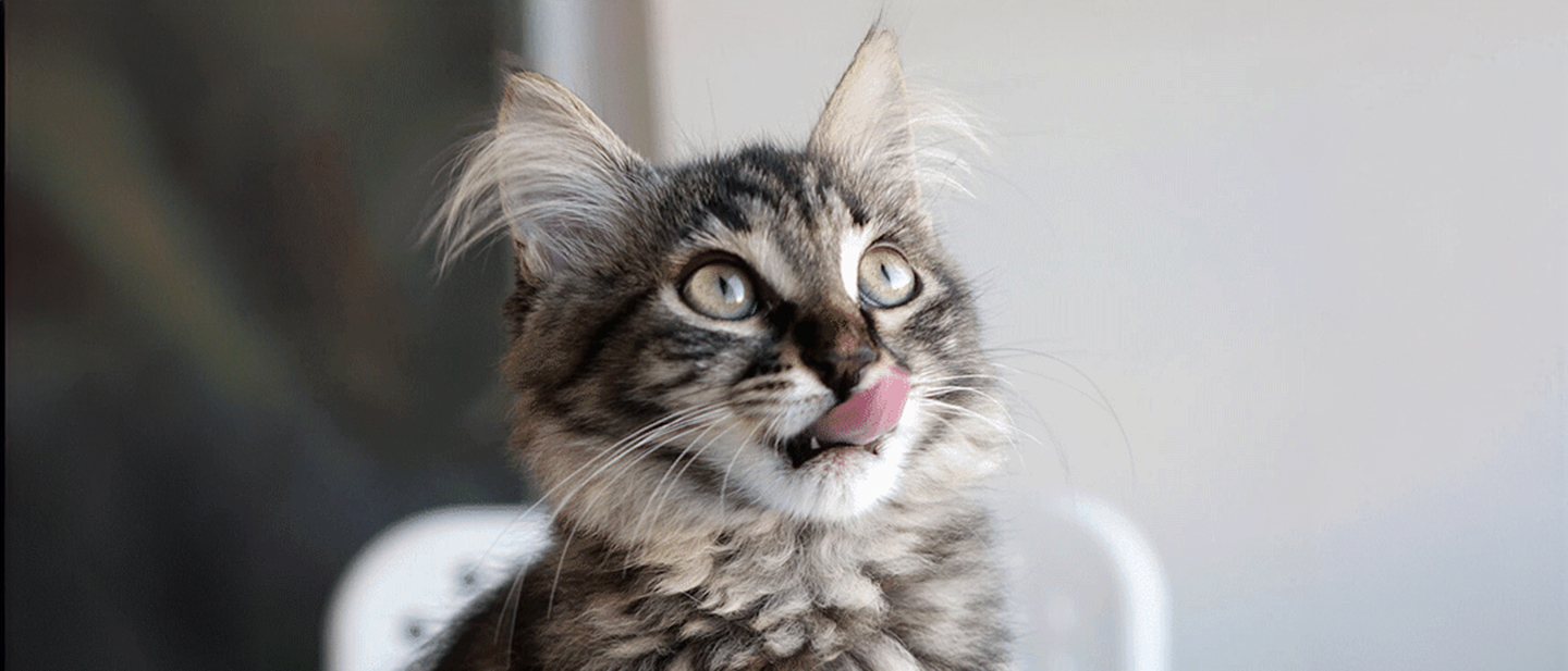 cat_f2_mix_feeding_2_1614872074146.jpg
