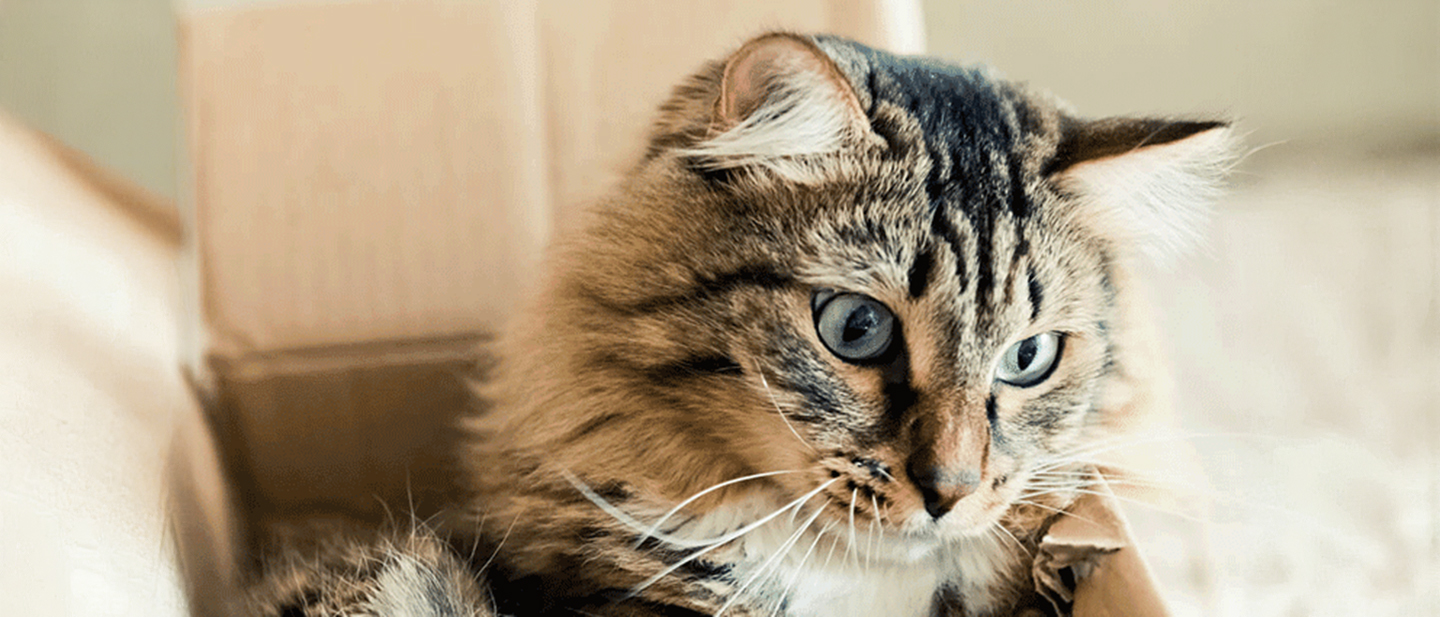 cat_m1_stimulate_indoor_1_1614869320571.jpg