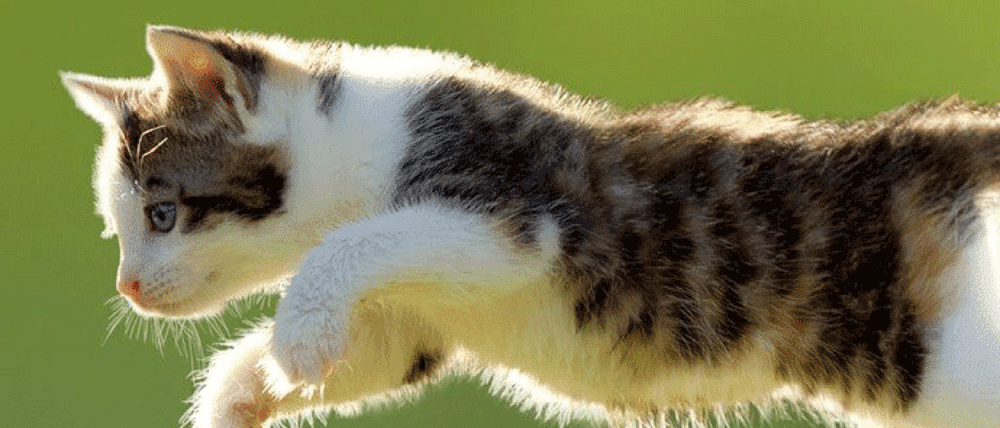 cat_m3_cat_outside_1_1614872876190.jpg