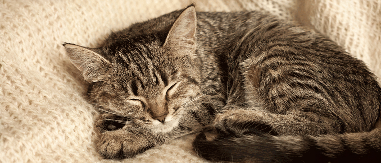 cat_m8_sleep_2_1614872715731.jpg