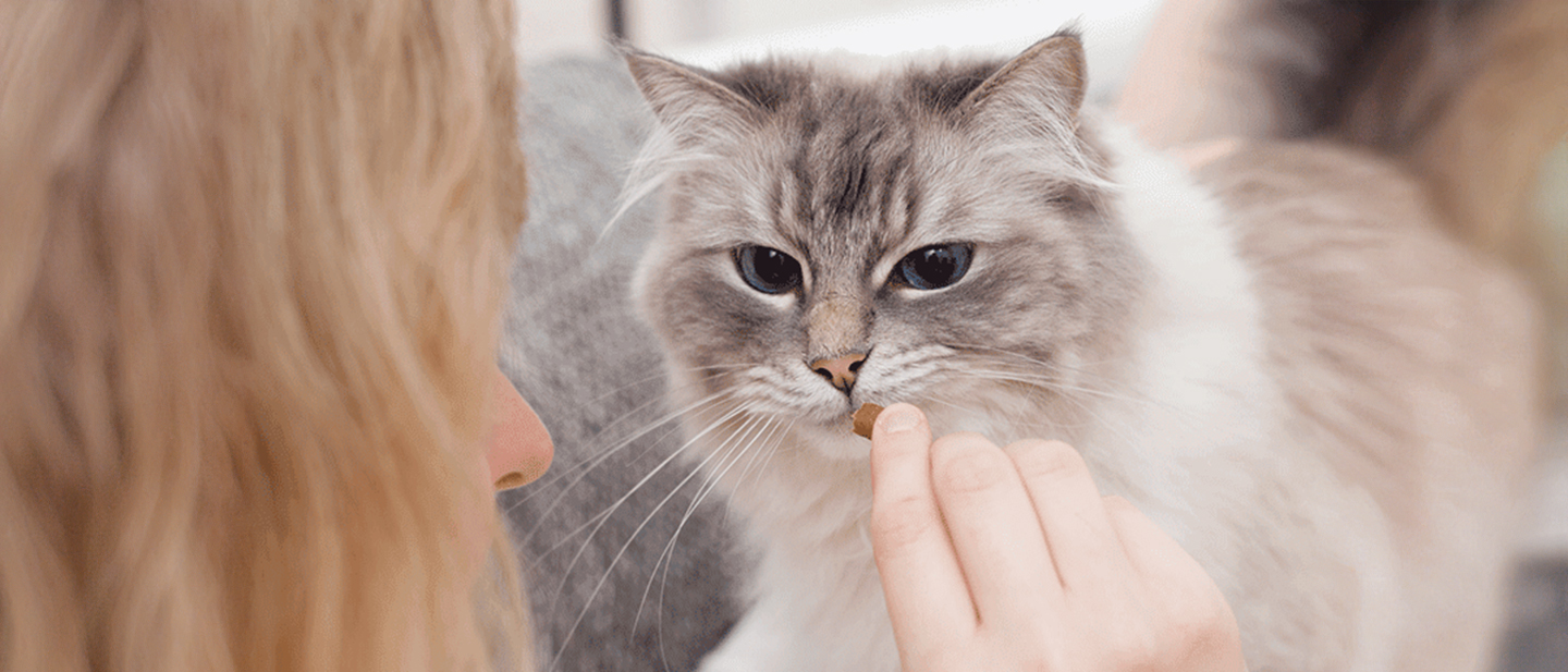 cat_mm10_1_source_1614872507315.jpg