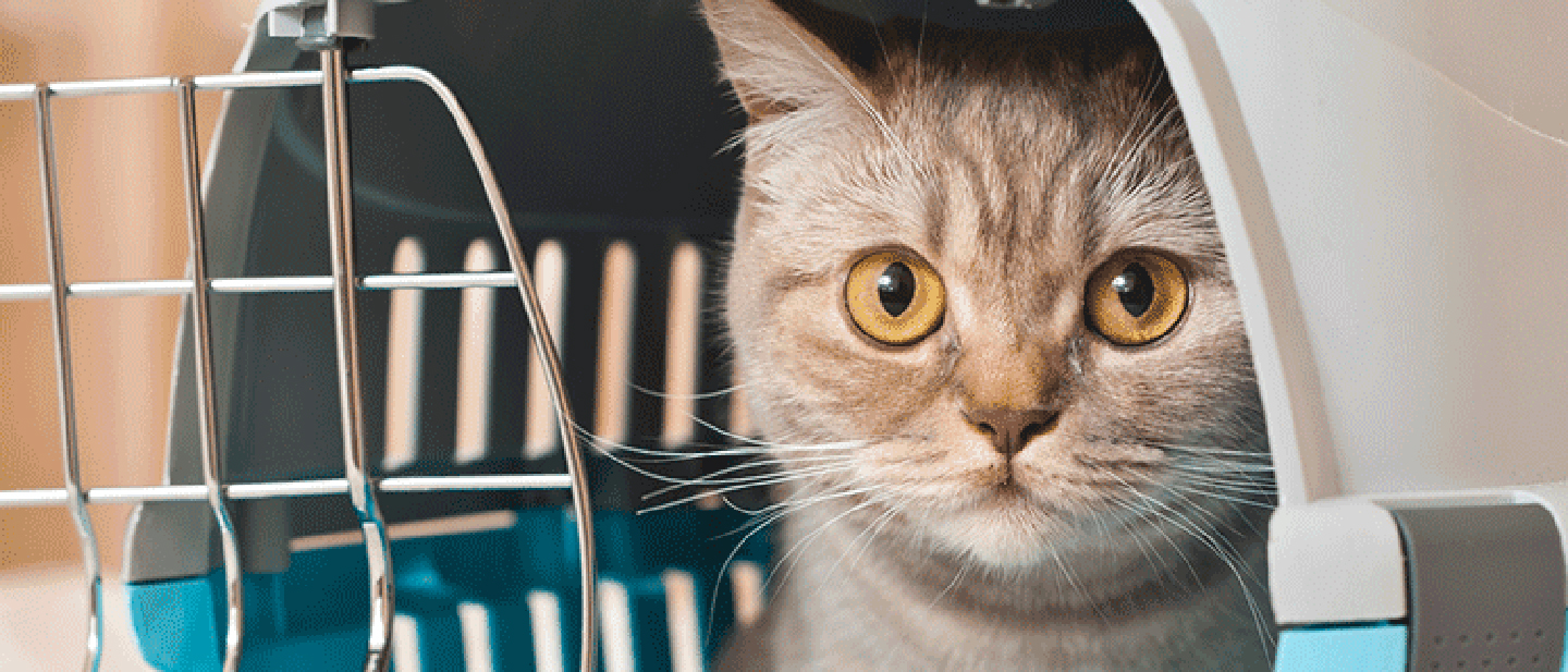 cat_mm11_1_source_1614867409573.jpg