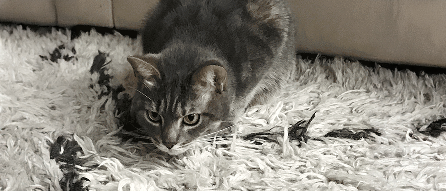cat_w1_play_1_1614866953905.jpg