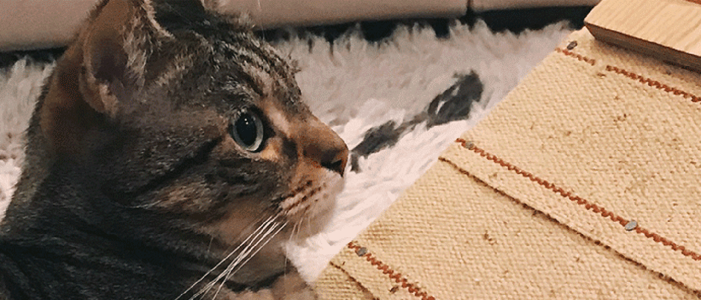 cat_w2_move_1_1614866970582.jpg