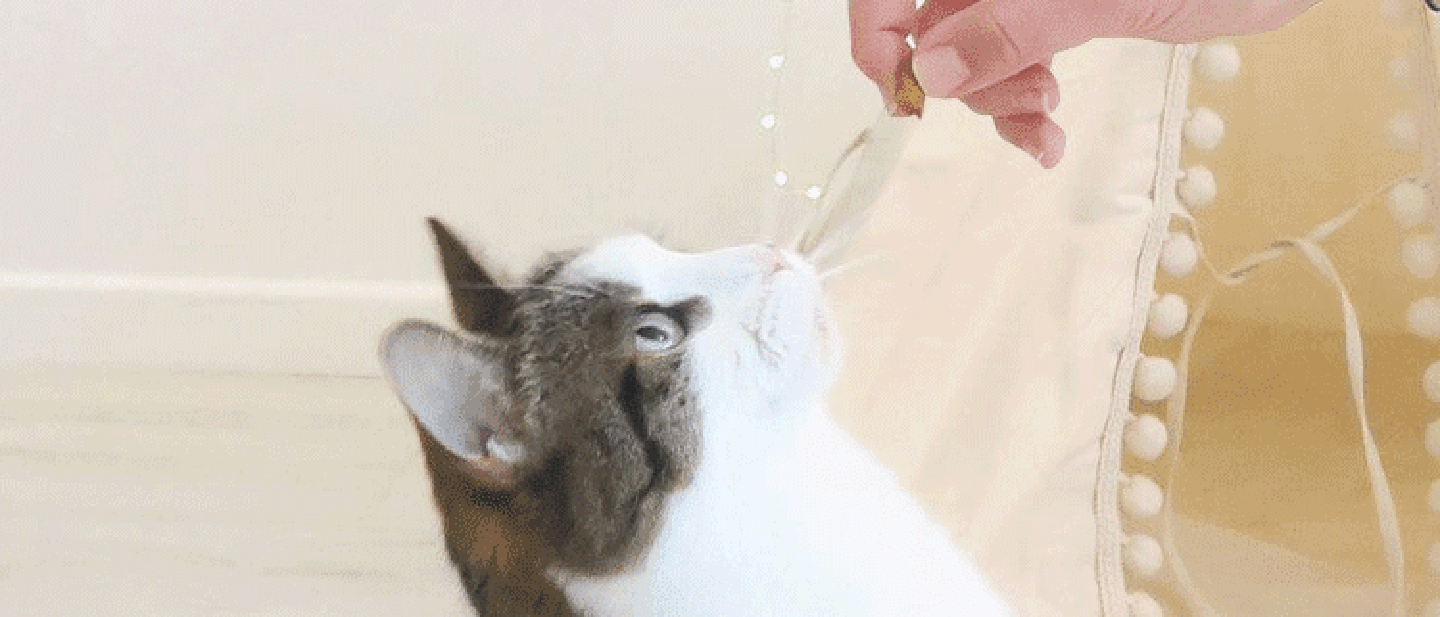 cat_w2_play_1_1614867013305.jpg
