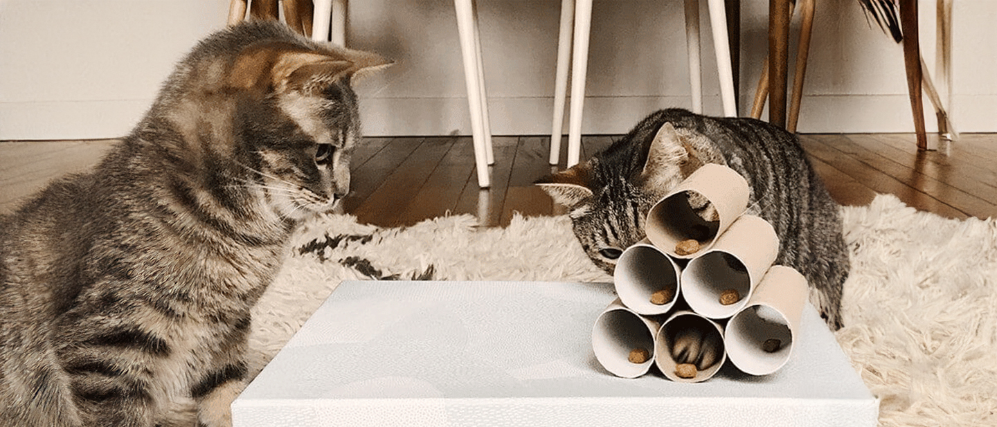 cat_w3_feed_1-1_1614867030581.jpg