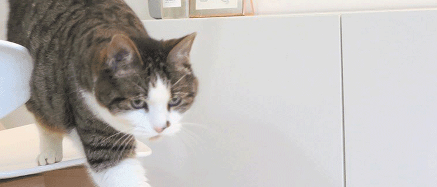 cat_w3_move_1_1614872283497.jpg