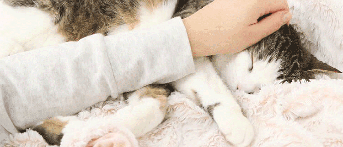 cat_w3_play_1_1614872304126.jpg