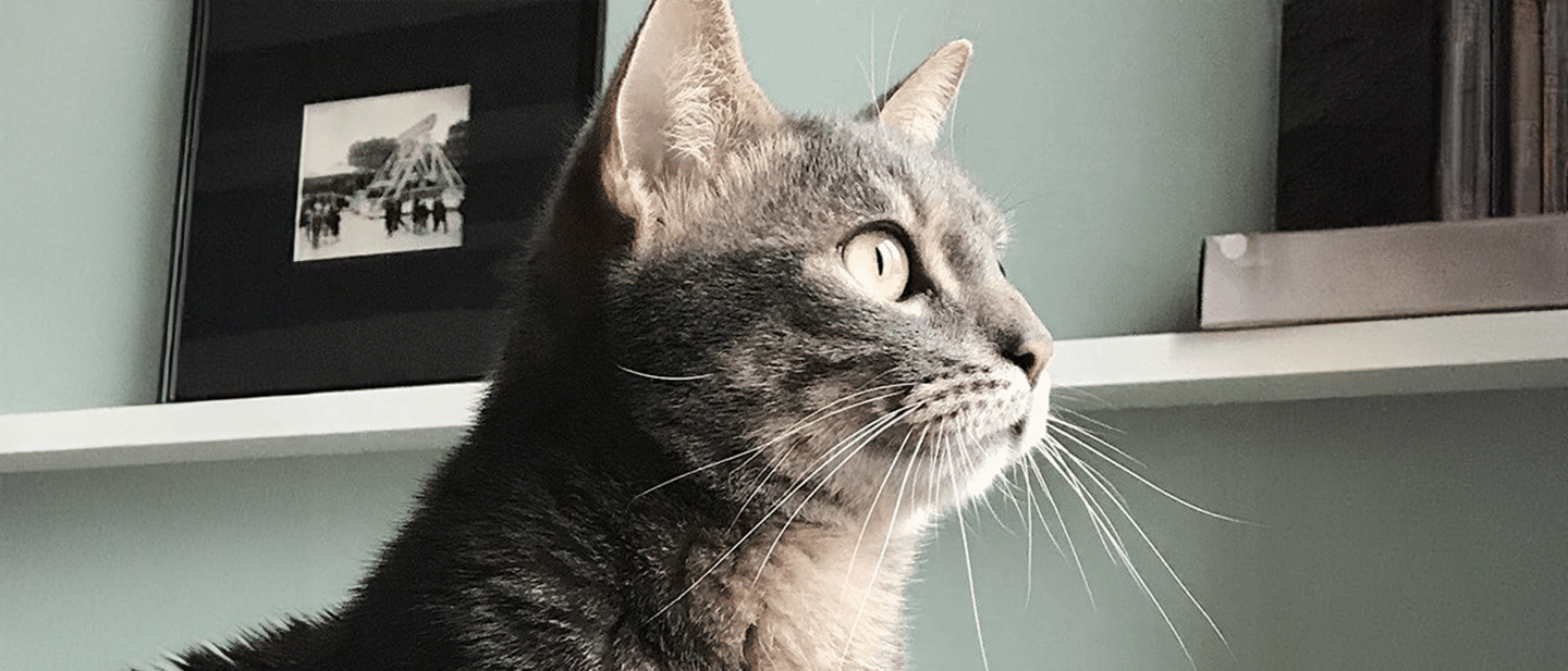 cat_w4_play_1_1614867278467.jpg
