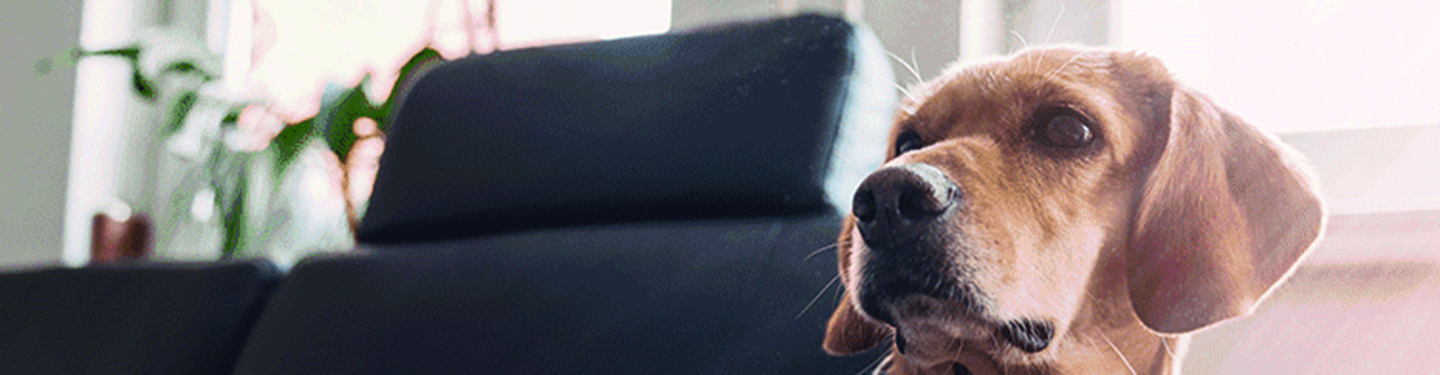 catdog_mm17_pet_sitter_source_1_1614873798068.jpg