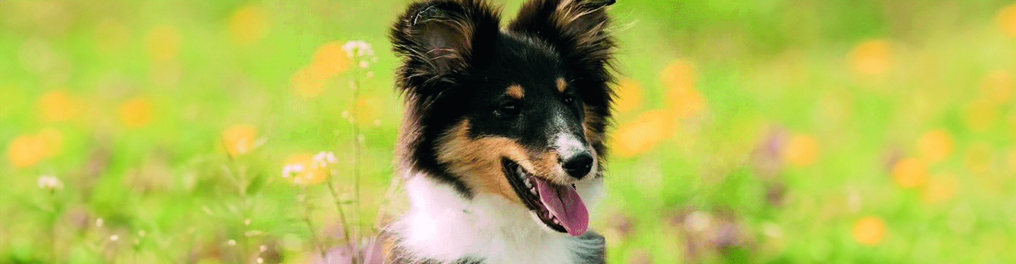 dog_f4bis_puppy_adult_1_d_1614874316212.jpg