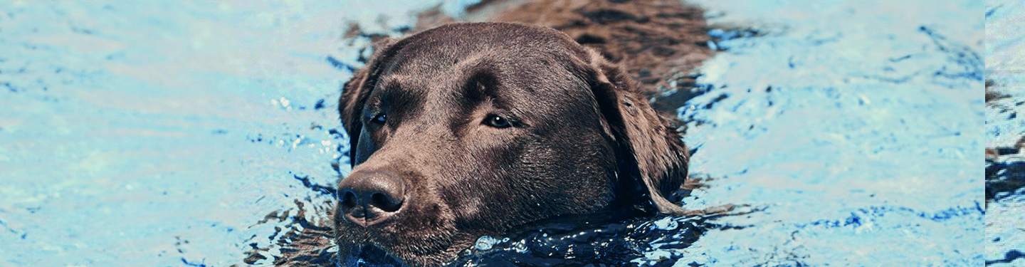 dog_m2_physical_activity_1_1614870656783.jpg