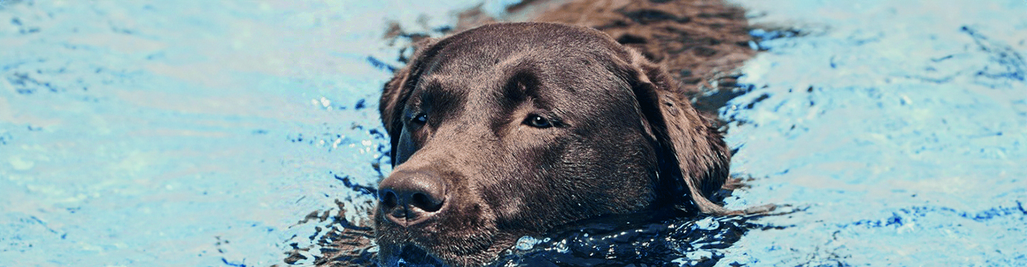 dog_m2_physical_activity_1_1614870874830.jpg