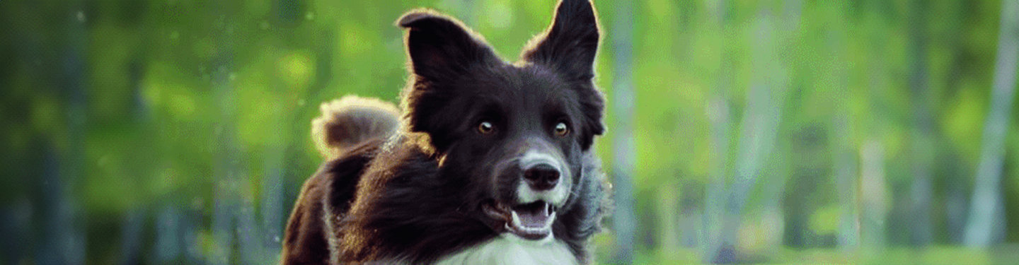dog_m5_exercise_dog_1_1614870973090.jpg