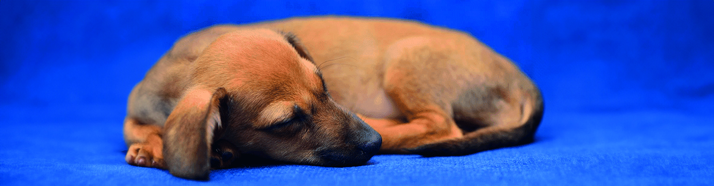 dog_m8bis_sleep_1_1614870903275.jpg