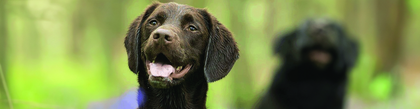 dog_mm13_1_1614873991589.jpg