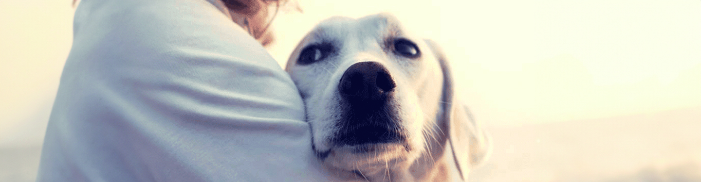 dog_mm4bis_benefit_dog_1_1614874287308.jpg