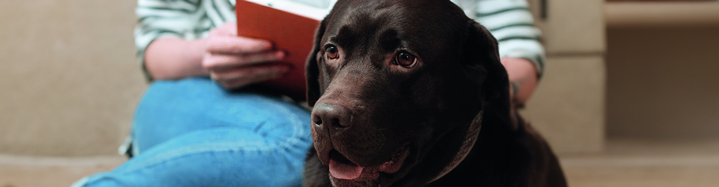 dog_mm5bis_bringing_home_1_d_1614871092308.jpg