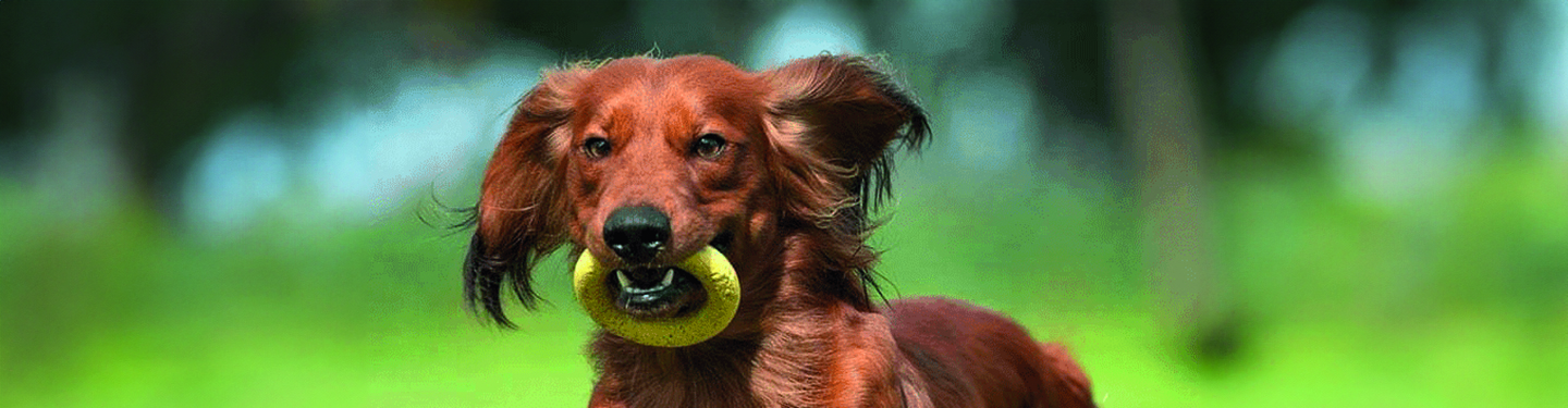 dog_p4bis_weight_control_1_d_1614874121386.jpg