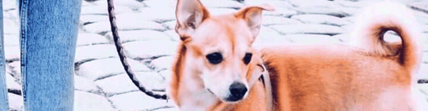 dog_w1_move_header_1614870411058.jpg