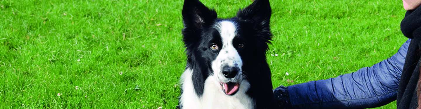 dog_w1_play_1_1614870431032.jpg