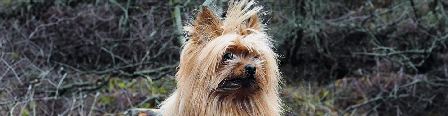 dog_w2_move_1_1614870465659.jpg