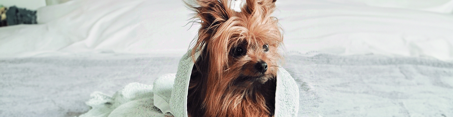dog_w2_play_1_1614873614938.jpg