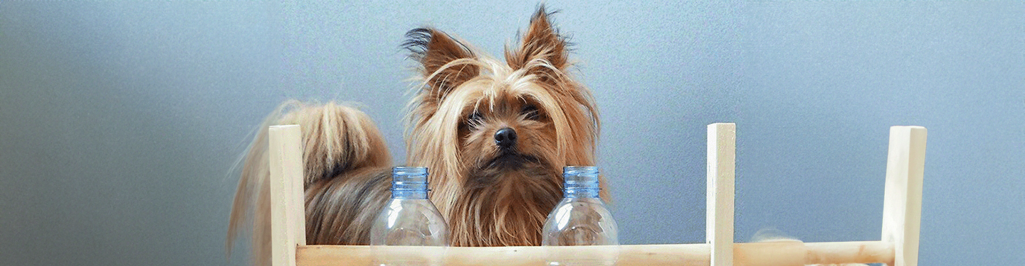 dog_w3_feed_1_1614873630690.jpg