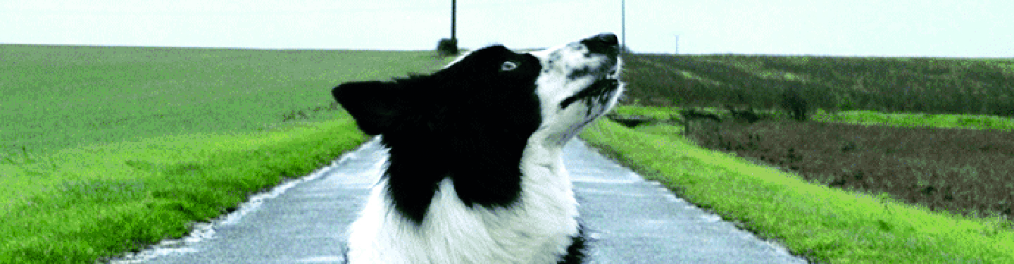 dog_w3_move_1_1614873644868.jpg