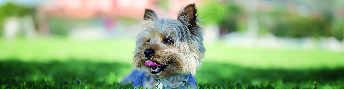 dog_w4_feed_header_1614873754854.jpg