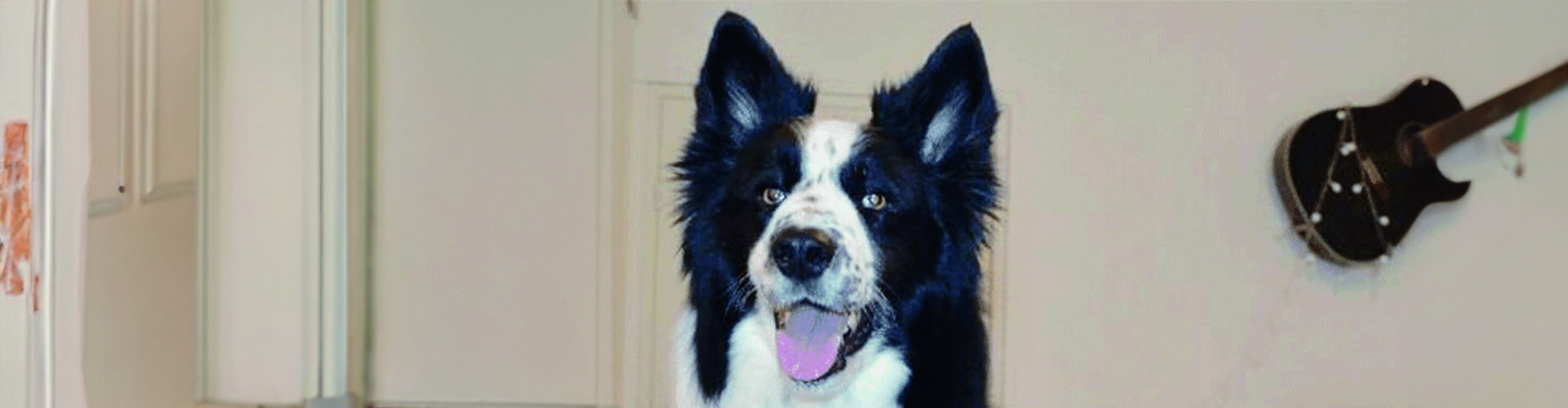 dog_w4_move_1_1614870544022.jpg