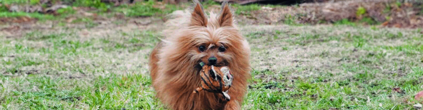 dog_w4_play_1_1614873733472.jpg