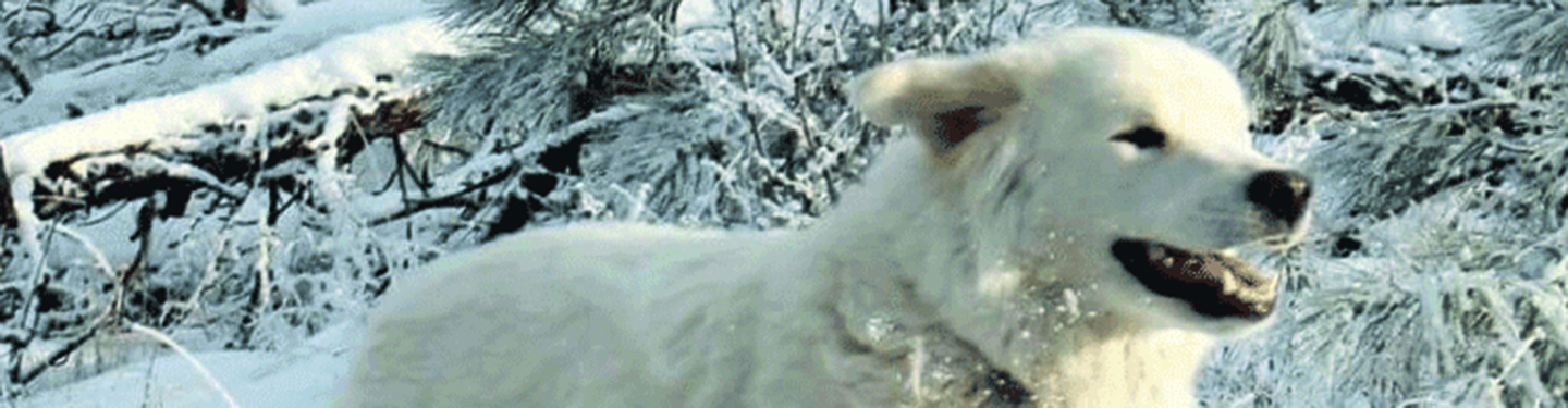 f6bis-dogs-natural-defence_1-1_1614873774576.jpg