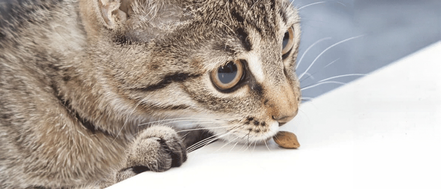 f8_adult_cat_food_transition_1_1614872472506.jpg