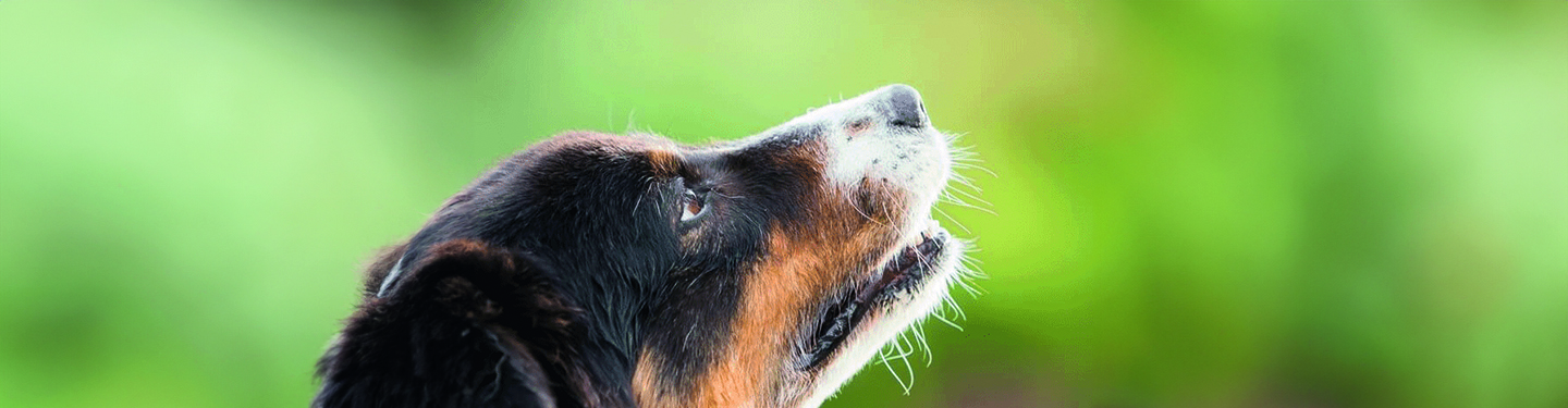 f8bis_adult_dog_food_transition_1_1614873853263.jpg