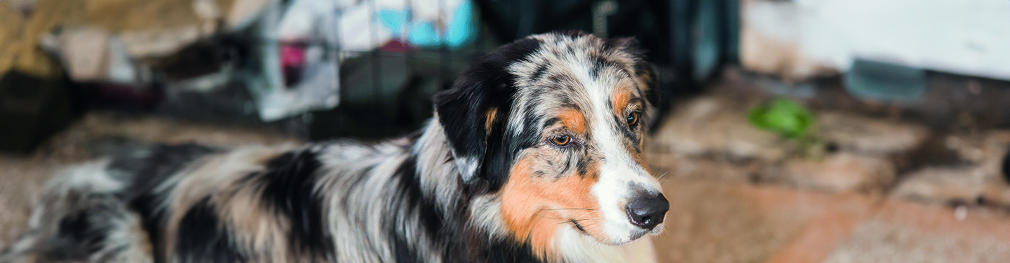 mm21_where_to_adopt_dog_1_1614870688489.jpg