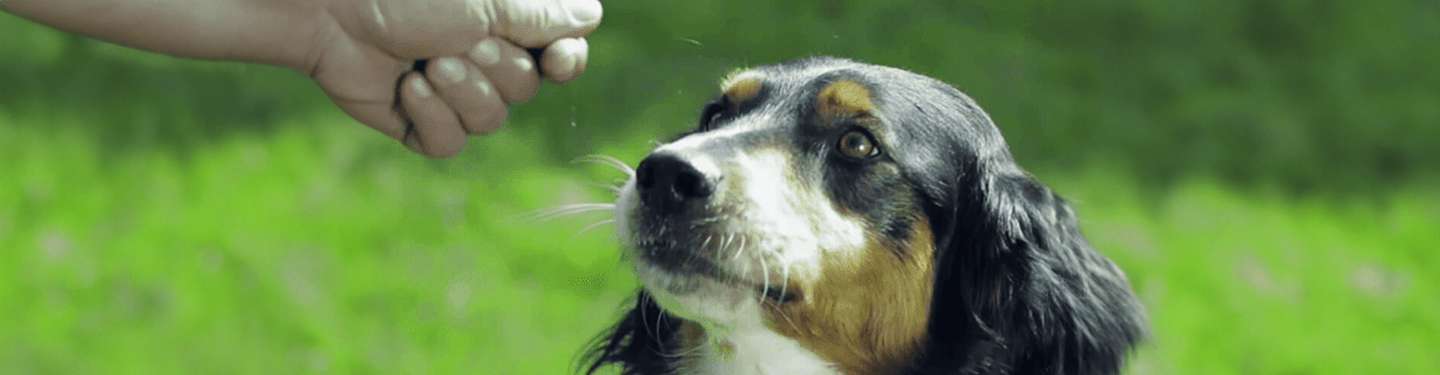 simple_tricks_dog-_d_1-min_1614874214003.jpg