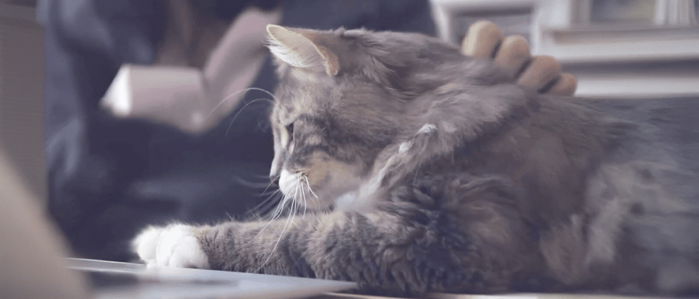 tricks-to-my-cat-d_1614872802033.jpg