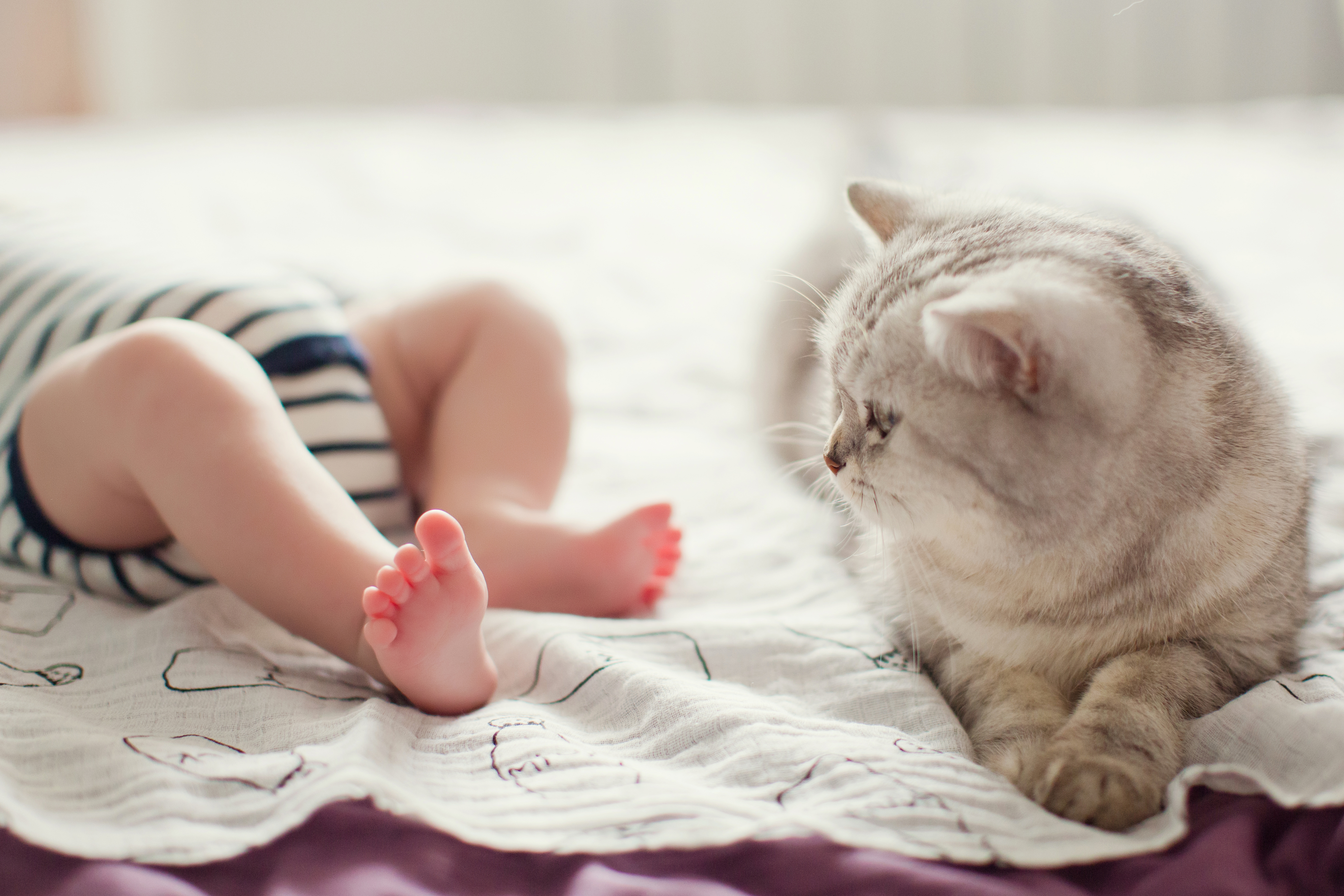 alt text: Chat gris couché à côté d’un bébé, illustrant la complicité entre un animal de compagnie et un nouveau-né.