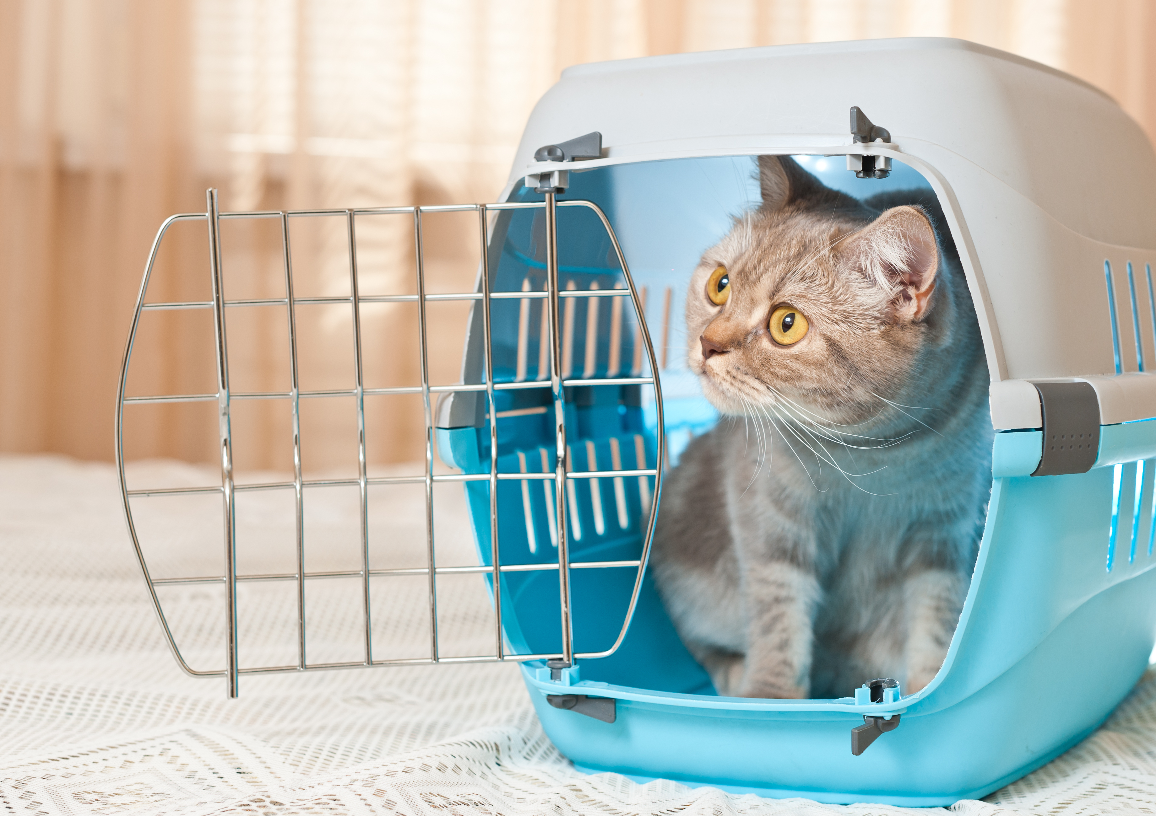 Chat tabby à l'intérieur d'une boîte de transport pour chat