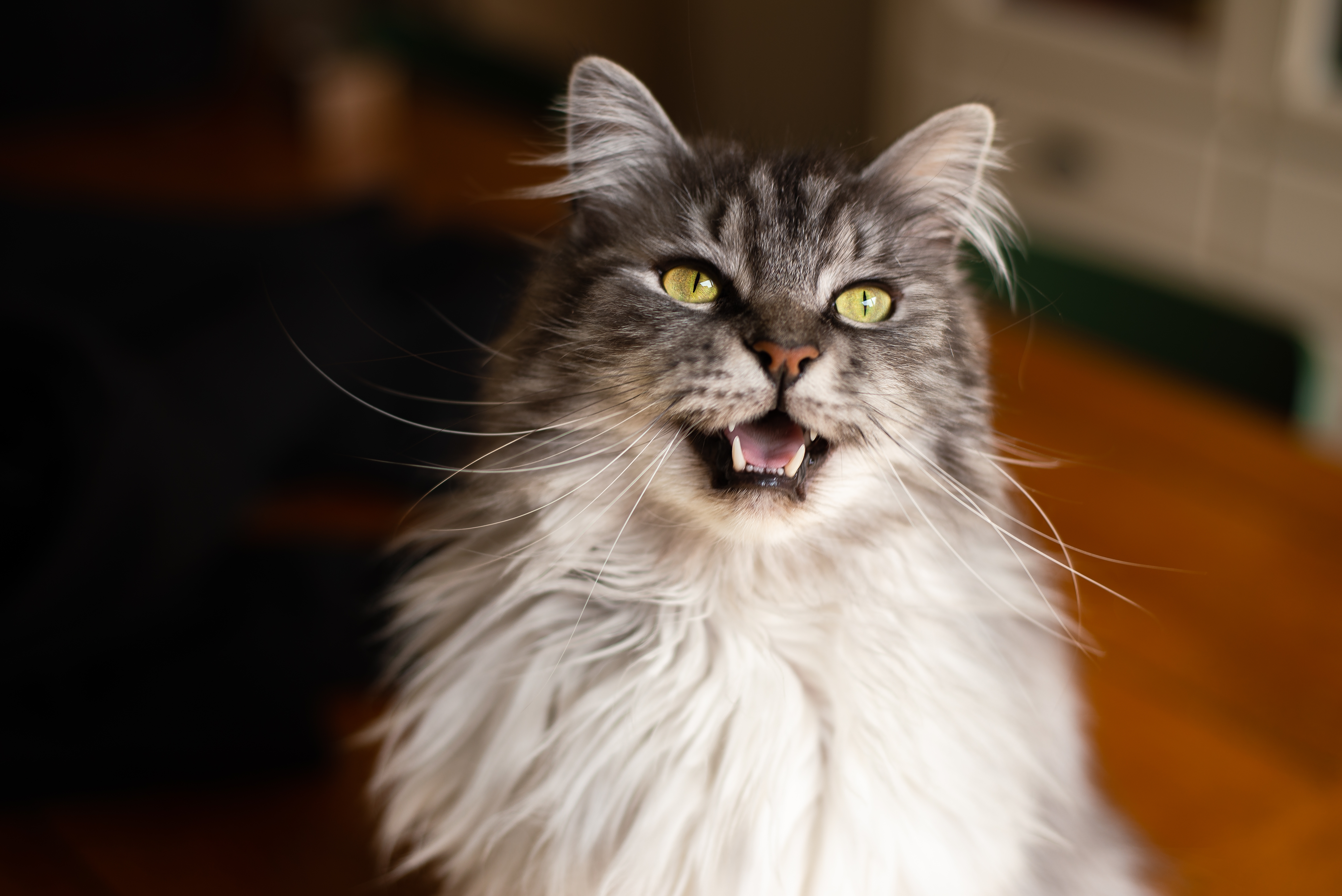 chat de Maine Coon aux yeux jaunes miaulant