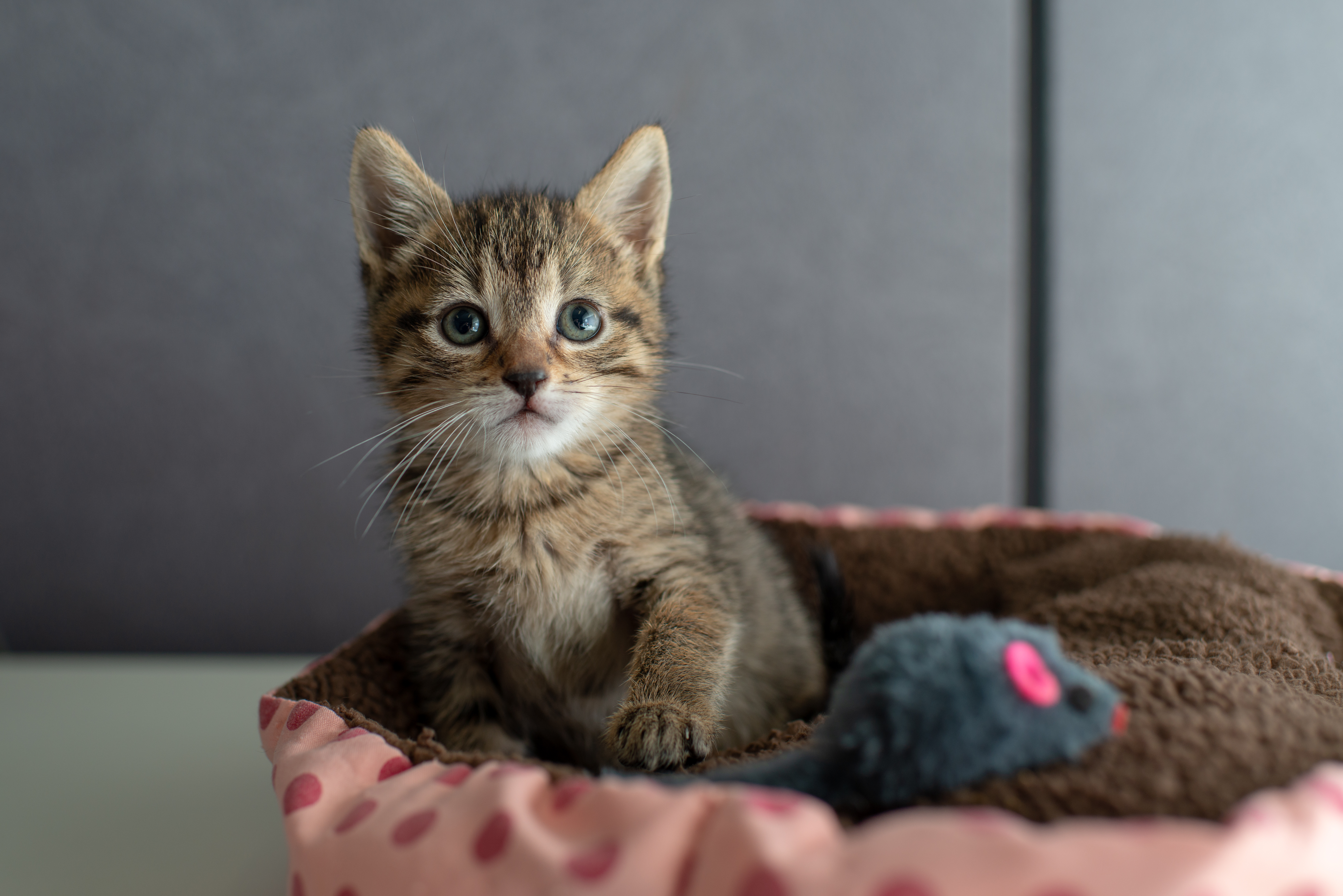 Chaton tigré reposant dans un lit pour chat douillet