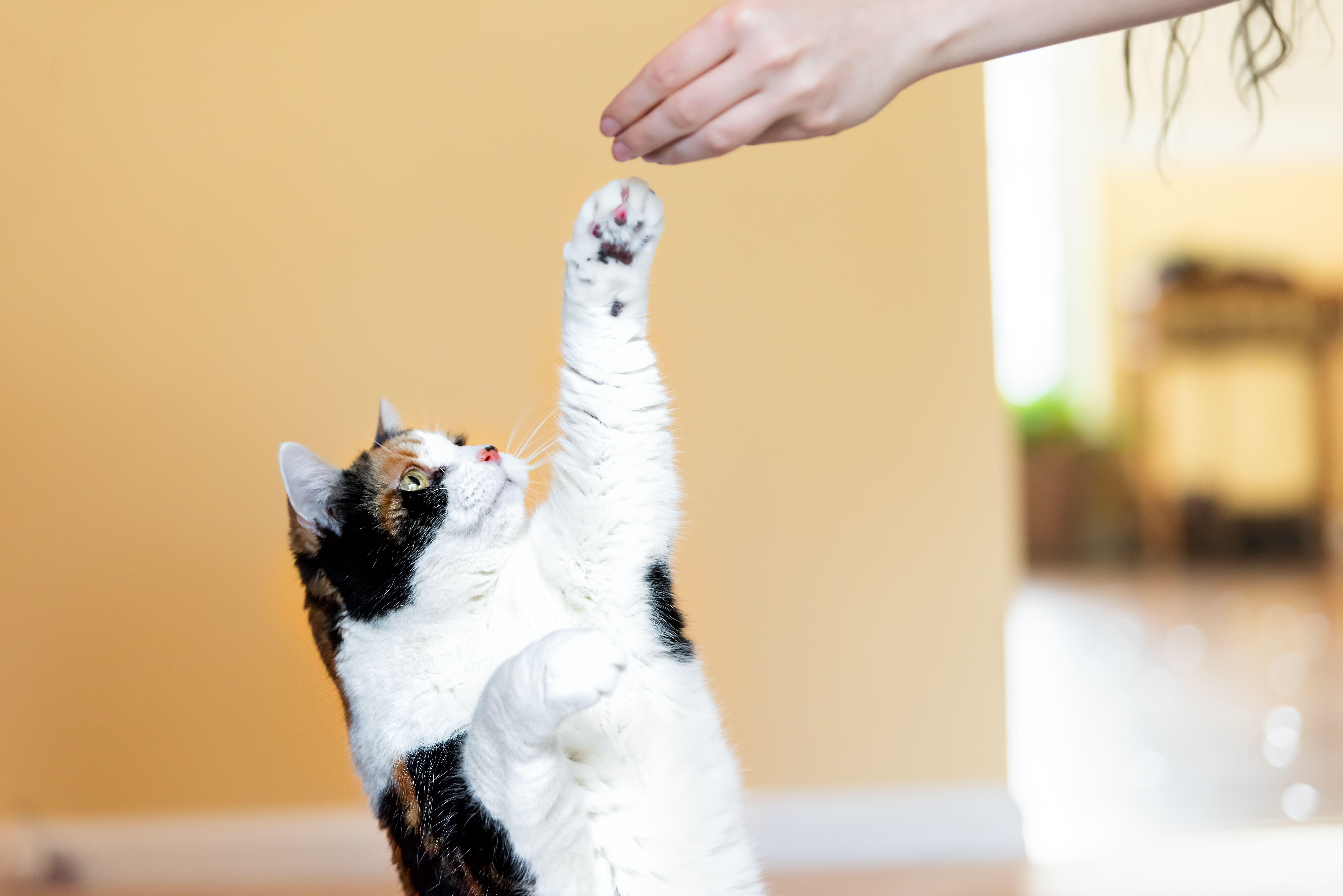 Chat calicot se redressant sur ses pattes arrière